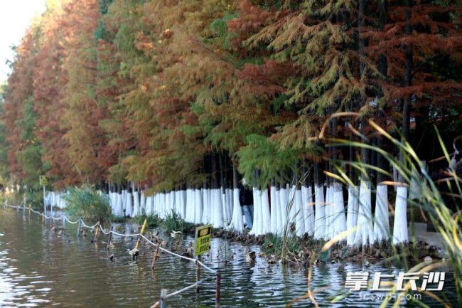 湖南烈士公园树木涂白作业基本完成 为树木筑牢越冬“防护墙”