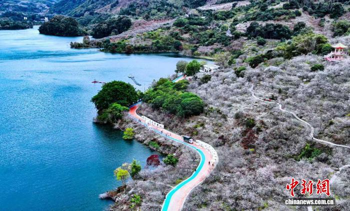 冬日岭南繁花竞放 广东超百万亩花卉铺开绿美画卷